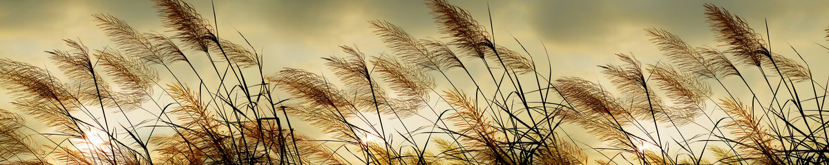 Virtuves panelis dizains SPJ 005